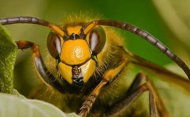 Уничтожение шершней в Кызыле