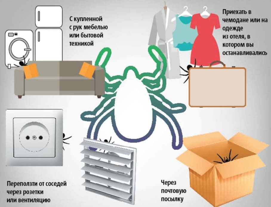 Уничтожение клопов